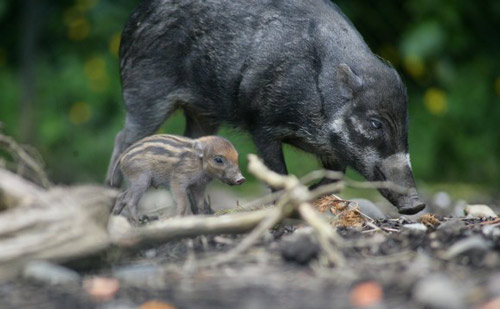 Philippine Native - pig breeds | goris jishebi | ღორის ჯიშები